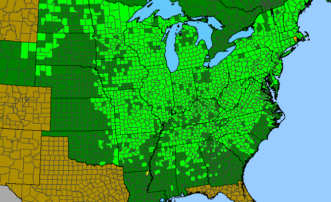 The range of Anemone virginiana